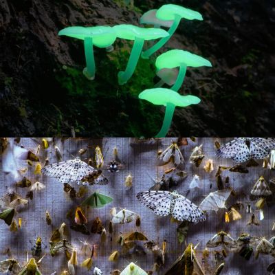 Nature Double Feature! Fungi: Web of Life (2023)/Nocturnes (2024)